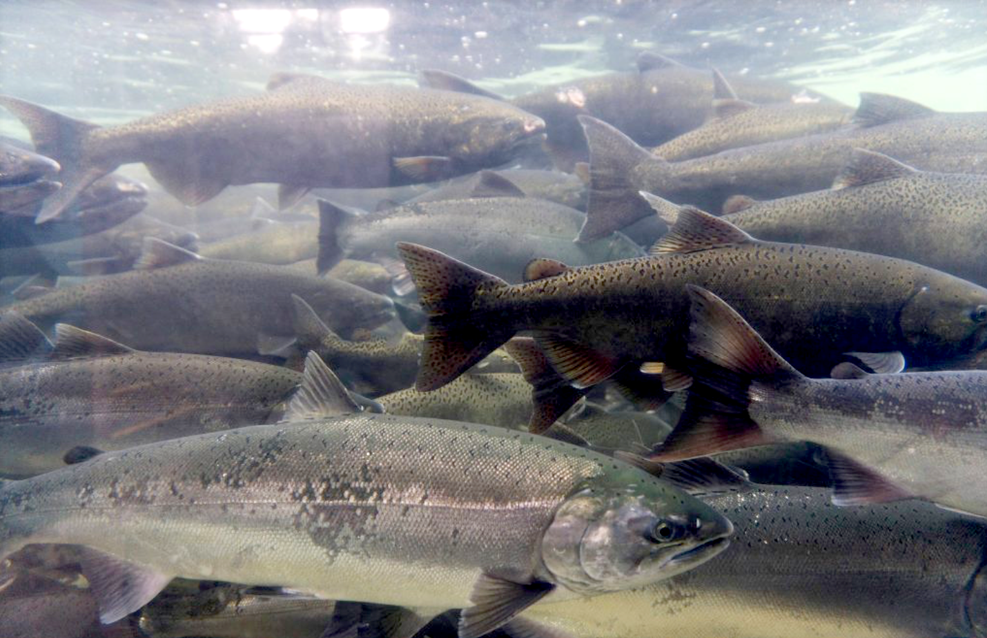 abundance salmon