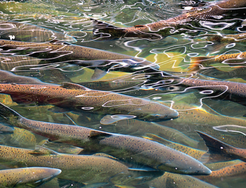 Saving Wild Salmon: A 165 Year Conundrum